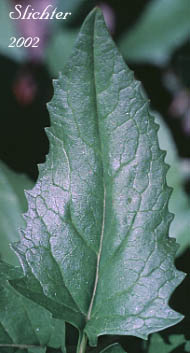 Stem leaf of Arrow-leaf Butterweed: Senecio triangularis var. triangularis